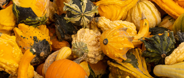 农场的万圣节南瓜图片下载