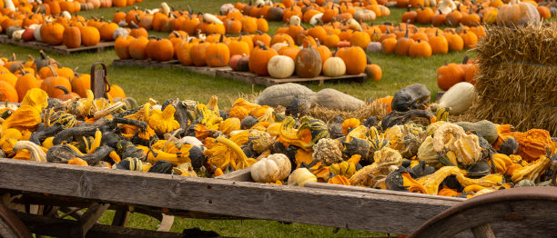 农场的万圣节南瓜图片下载