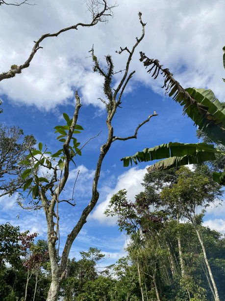 干树和香蕉树图片下载