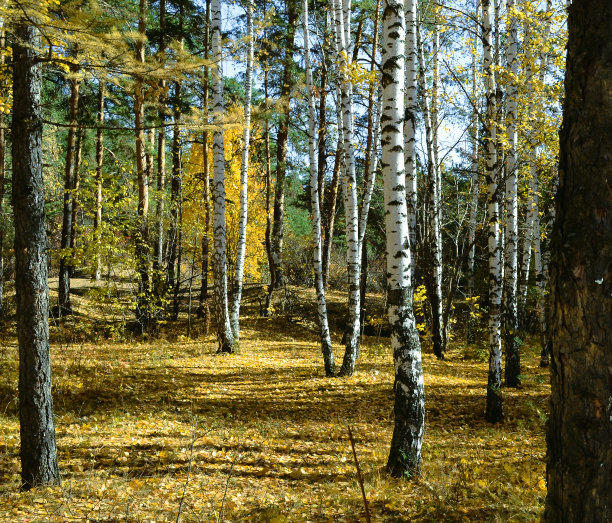 秋天阳光明媚的森林里的桦树和松树的树干图片下载