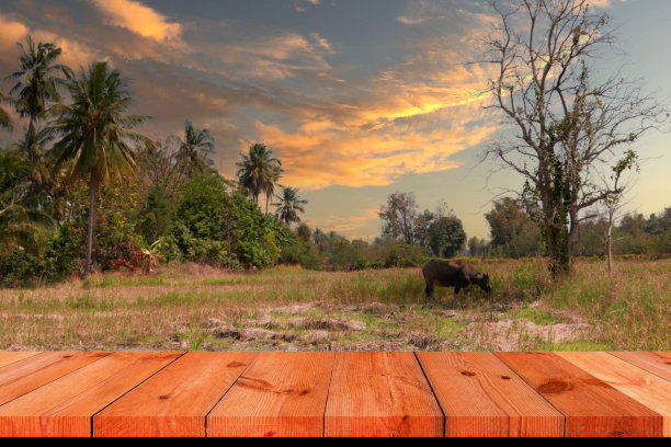 透视木板在模糊的稻田在农村图片下载