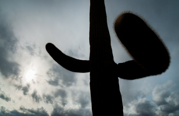 萨瓜罗国家公园的背光仙人掌图片下载