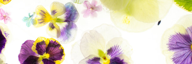 冰封花图片下载