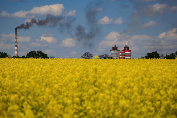 盛开的油菜田前景和工业管道与烟雾的背景。生态系统概念图片下载