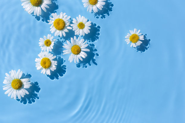 洋甘菊花在蓝色的水背景与同心圆从一个下降。俯视图，胖躺图片下载