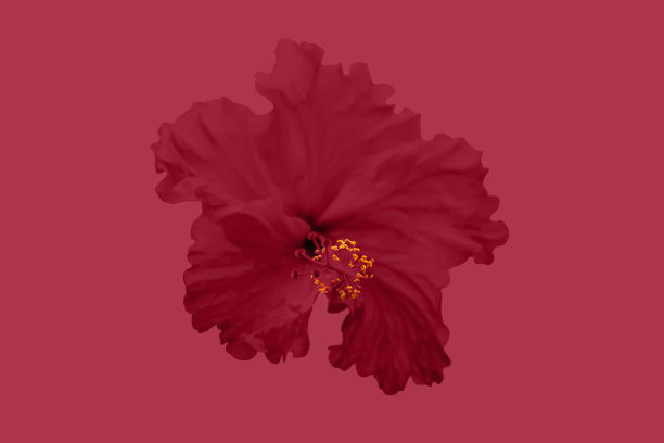 单色红色花朵，红色背景上有一颗黄色的心。装饰背景。桌面墙纸。在软红色背景上的抽象花卉布局。艺术。自然布局设计背景。图片下载