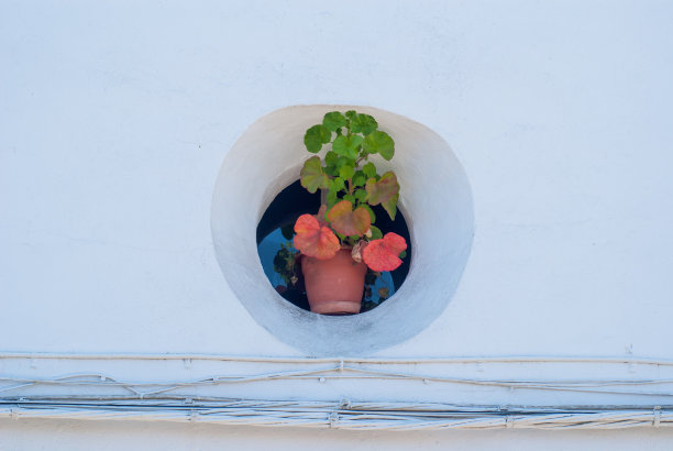 圆窗天竺葵花盆。图片下载