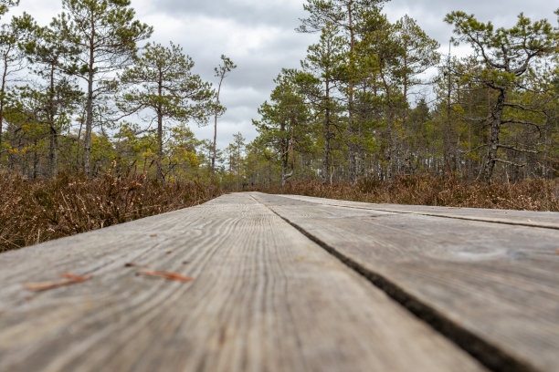 潮湿沼泽的自然景观，一条蜿蜒穿过沼泽的木制走道图片下载