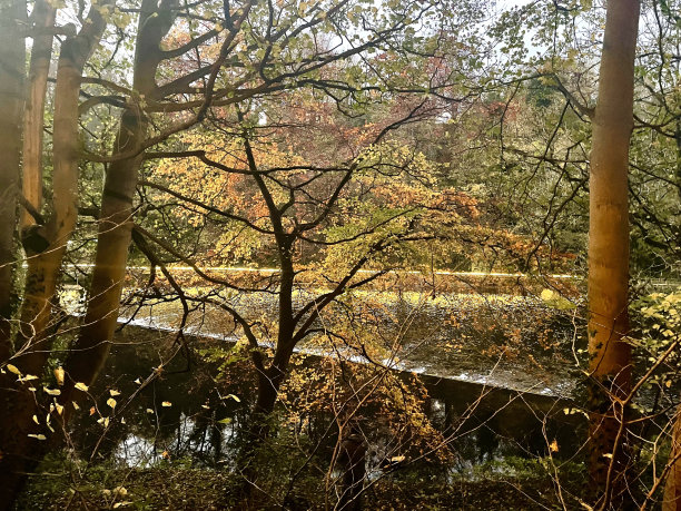 河边的金树-资料照片图片下载