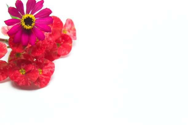 极简的背景与一朵花。红色刺冠花(大戟属)，白色。右复制空间图片下载