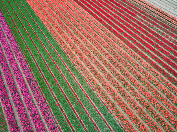 荷兰盛开的郁金香田的无人机鸟瞰图图片下载