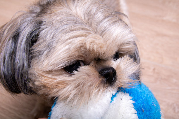 照片小品种西施犬叼着一个玩具在他的牙齿图片下载