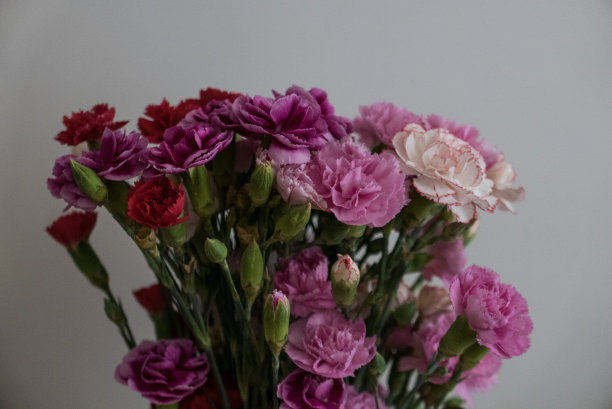 一束康乃馨图片下载