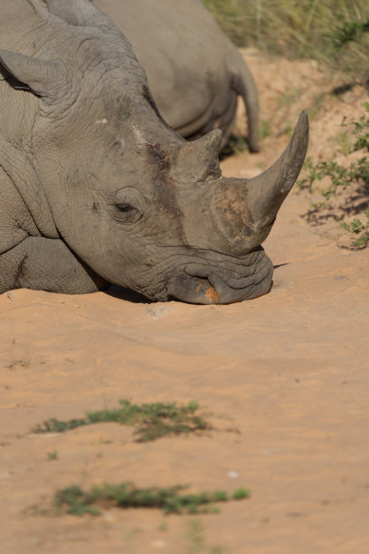犀牛看起来脾气暴躁图片下载