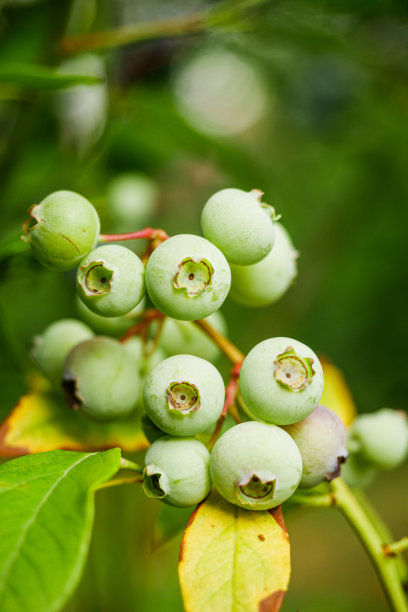 秋天花园里的绿色蓝莓丛图片下载