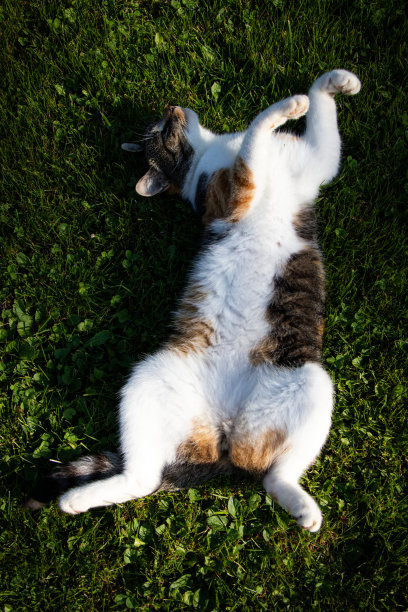 猫公主躺在柔软的绿草地上，享受着温暖她皮毛的阳光。放松的姿势可以让你睡个安稳觉。宠物的休息。感觉安全的图片下载