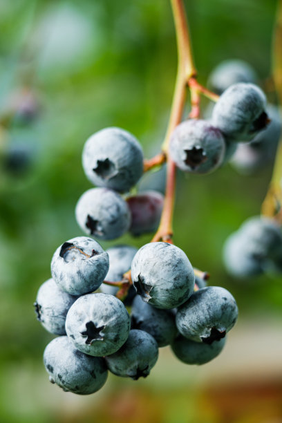 秋天花园里的绿色蓝莓丛图片下载