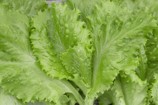 莴苣叶子上有水滴图片下载