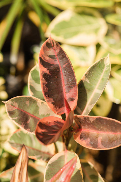 粉红色的“红宝石”橡胶厂前面的黄色和绿色印度橡胶无花果Altissima“黄金宝石”或“黄色宝石”杂色黄金橡胶厂在南佛罗里达图片下载