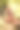 粉红色的“红宝石”橡胶厂前面的黄色和绿色印度橡胶无花果Altissima“黄金宝石”或“黄色宝石”杂色黄金橡胶厂在南佛罗里达图片下载