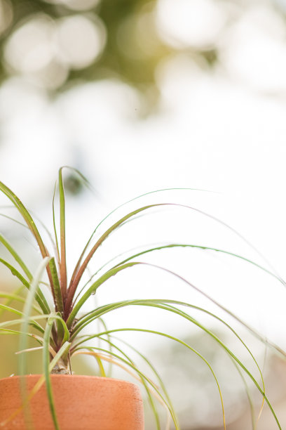 一个大Tillandsia Juncifolia空气植物在一个terricotta花盆户外在南佛罗里达图片下载