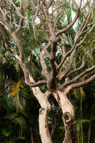 在南佛罗里达，一棵即将死亡的大树腐烂时，树皮和真菌都脱落了图片下载