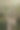 在南佛罗里达，一棵即将死亡的大树腐烂时，树皮和真菌都脱落了图片下载