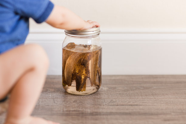 1岁男宝宝用布尿布，拿着装有香蕉皮和水的玻璃梅森罐子，学习制作自制天然植物肥料图片下载