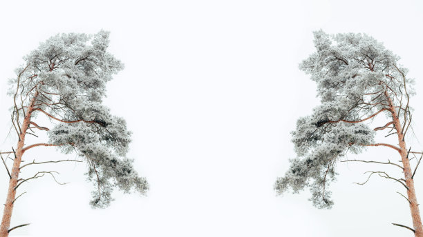 白雪覆盖的松树映衬着冬天阴沉沉的灰色天空。自然背景网页横幅图片下载