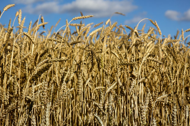 小麦面包。麦田明亮，夏季农业积极图片下载