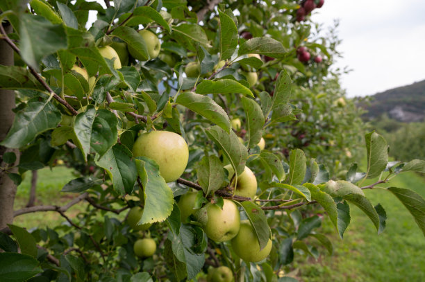苹果果园。照片中，成熟的苹果在花园里准备收割，早晨拍摄。图片下载