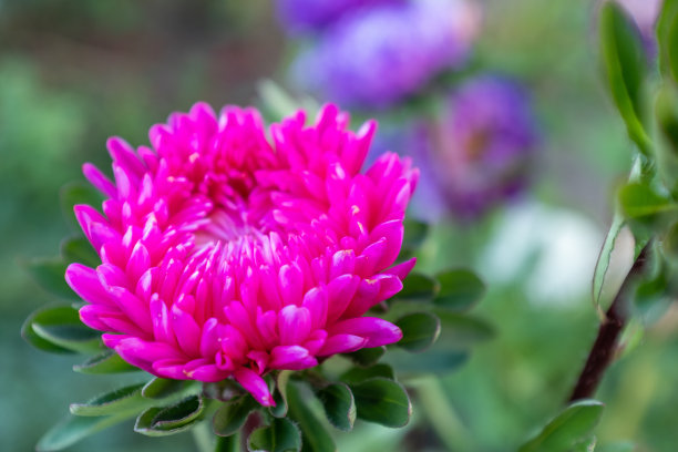 粉红色紫菀花蕾在模糊的绿色背景，特写。明亮的紫菀芽出版，设计，海报，日历，后，屏幕保护程序，墙纸，明信片，封面，网站。高质量照片图片下载