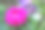 粉红色紫菀花蕾在模糊的绿色背景，特写。明亮的紫菀芽出版，设计，海报，日历，后，屏幕保护程序，墙纸，明信片，封面，网站。高质量照片图片下载