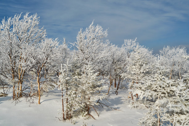白桦林的冬天在下雪。白色的树。雪中的树。雪的照片。冬季景观林间白树皑皑。图片下载