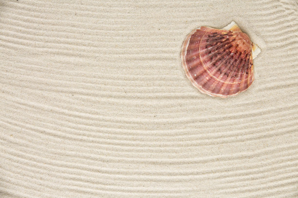 沙滩上的贝壳图片下载