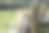 开放动物园里的大白狮子图片下载
