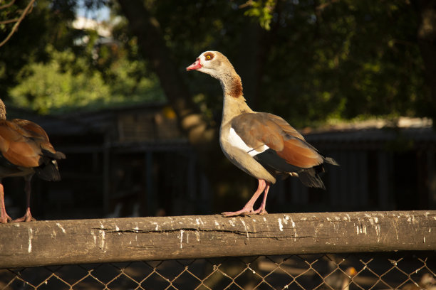 家鹅，站着向下看图片下载