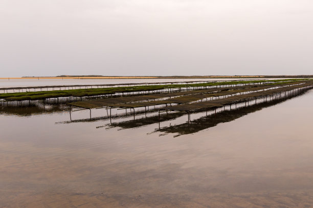 从海洋到餐桌:可持续的牡蛎养殖场图片下载