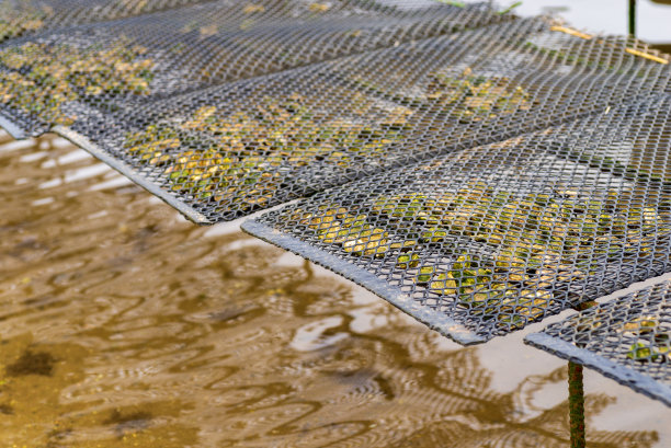 牡蛎养殖场对水质和海洋生物多样性的影响图片下载
