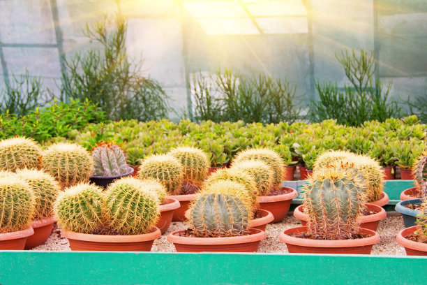 在温室中生长的球形仙人掌和其他多肉植物。图片下载