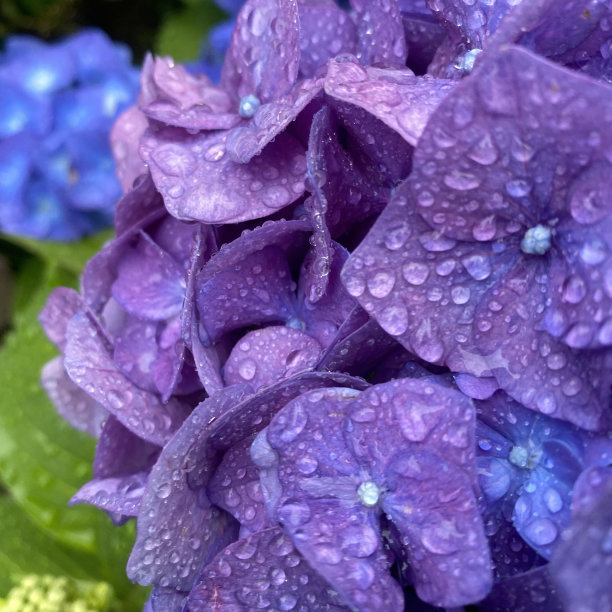夏雨过后，紫色绣球花花瓣上的水滴图片下载