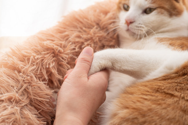 与猫互动图片下载