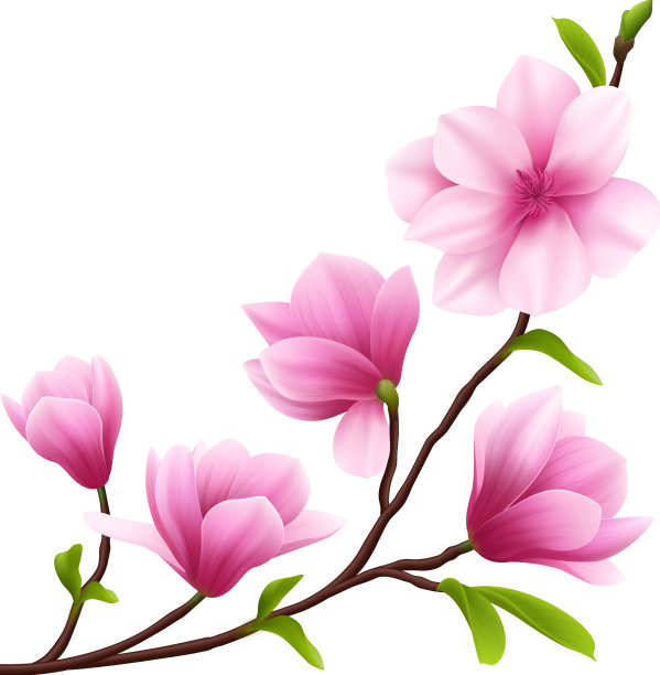 白玉兰花写实构图图片下载