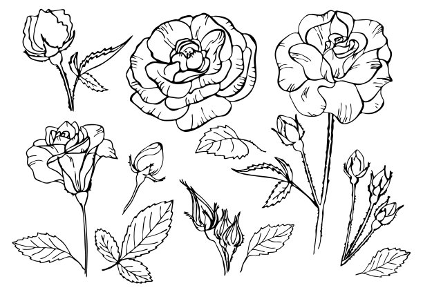 一套玫瑰花轮廓在白色背景。矢量插图。完美的邀请，贺卡，明信片，时尚印刷，横幅，海报的纺织品，时尚设计。图片下载