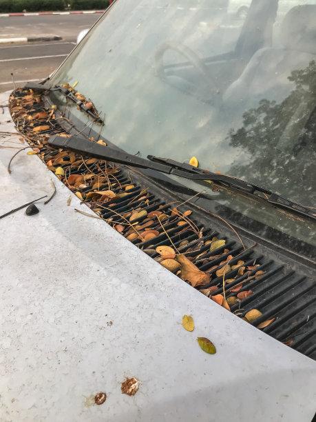 汽车的挡风玻璃和引擎盖上都覆盖着落叶，树叶落在汽车上。图片下载