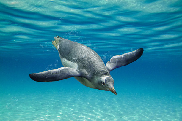 令人惊叹的厚脸皮巴布亚企鹅游泳通过海洋与泡沫图片下载