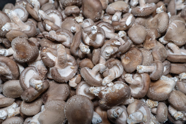 食用蘑菇采摘的特写镜头图片下载