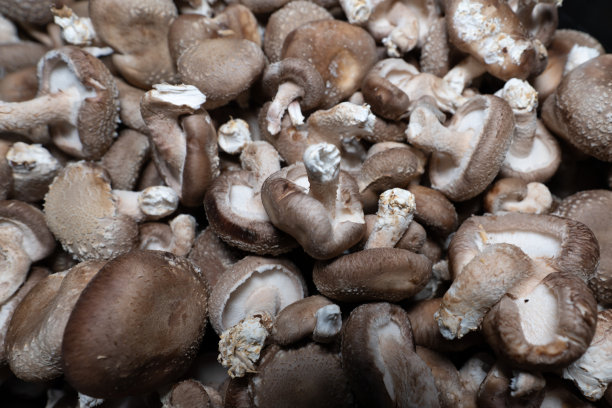 食用蘑菇采摘的特写镜头图片下载