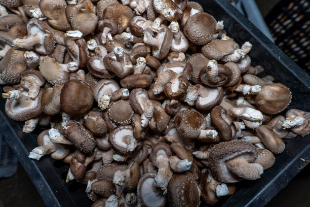 食用蘑菇采摘的特写镜头图片下载