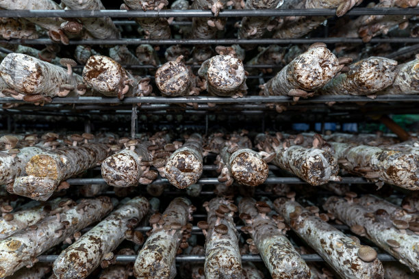 蘑菇室里的蘑菇生长在整齐的培养基上图片下载